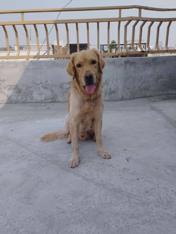 Golden retriever 13 months male 2