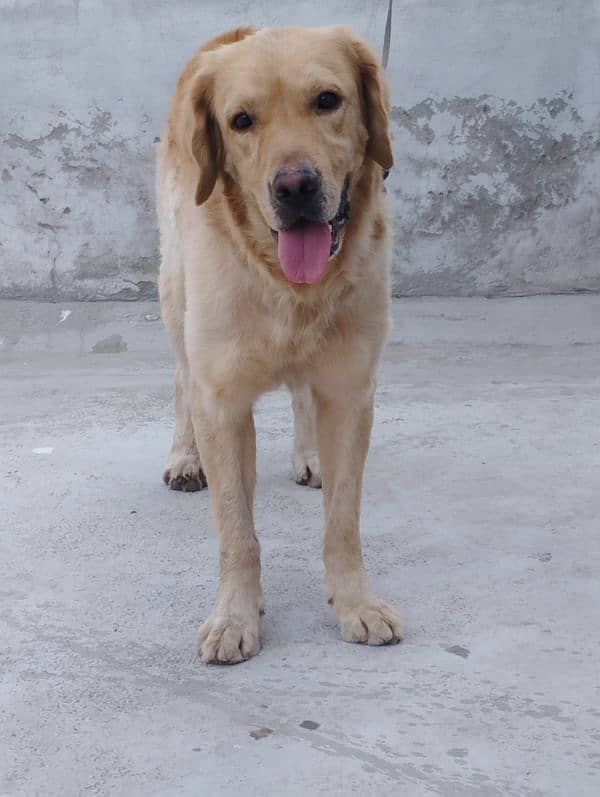 Golden retriever 13 months male 3