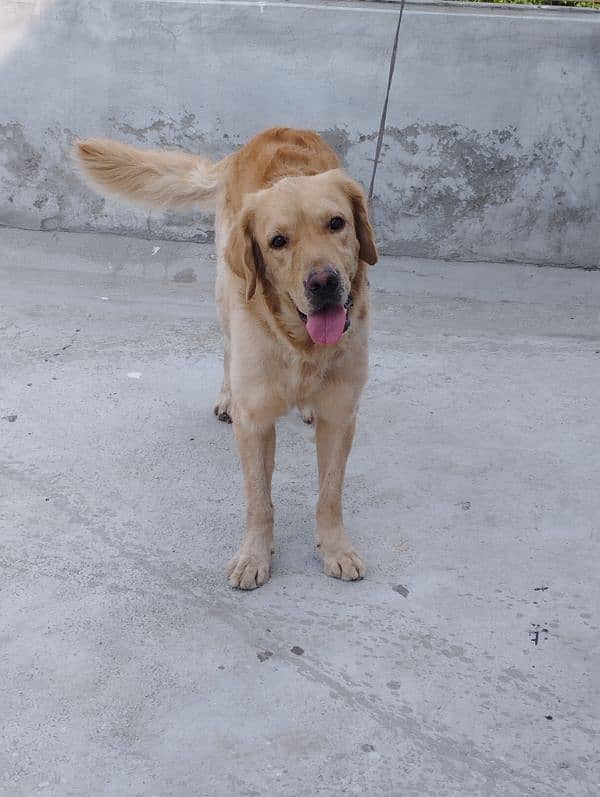 Golden retriever 13 months male 4