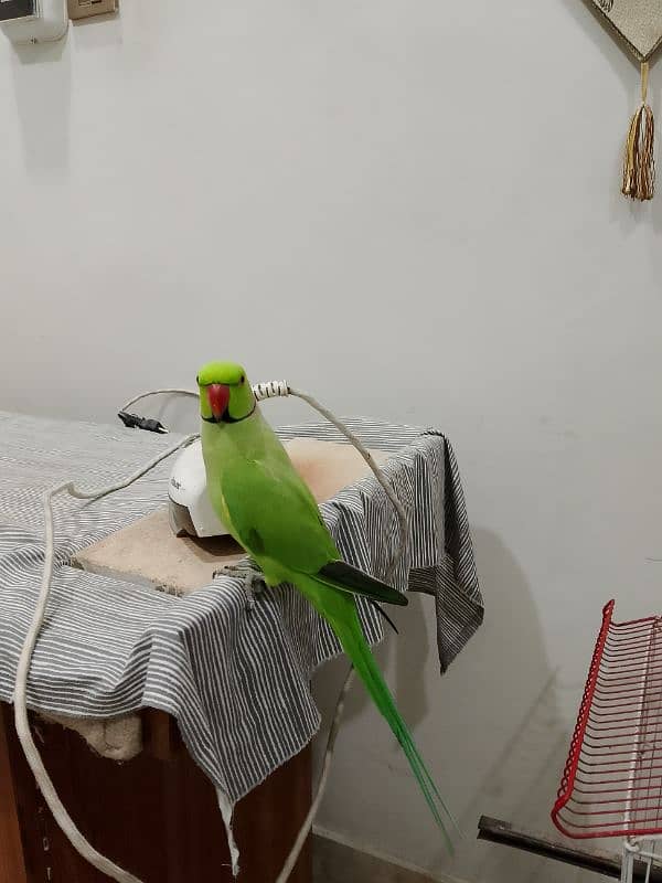 Green Ringneck male. 03173800073 1