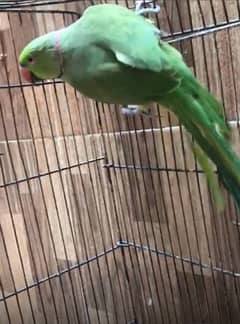 Green parrot male