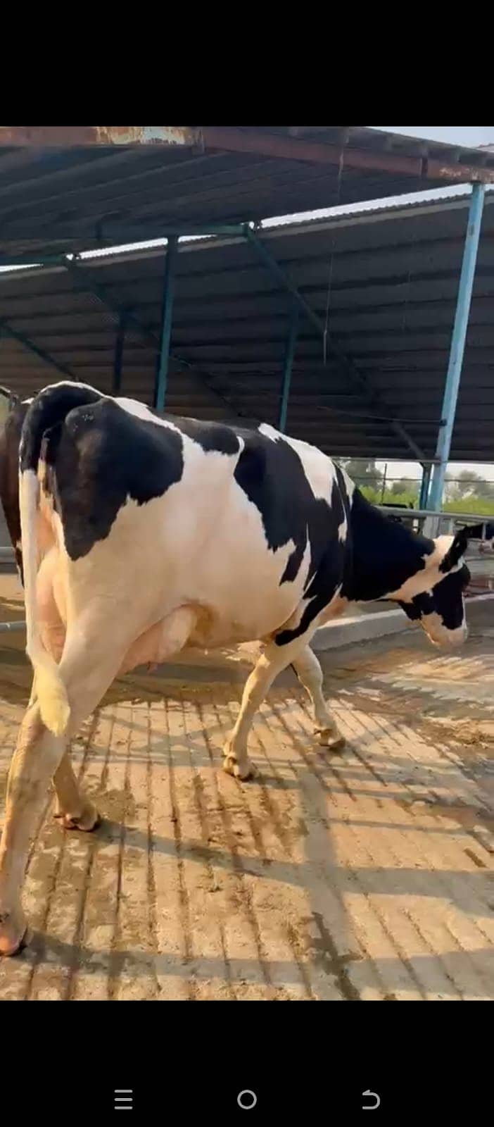 Friesian Cow | Holstein | Jersey | Cross breads | Cow  03457901580 17