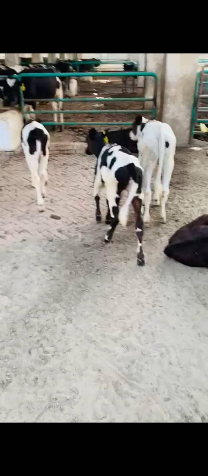 Friesian Cow | Holstein | Jersey | Cross breads | Cow  03457901580 18