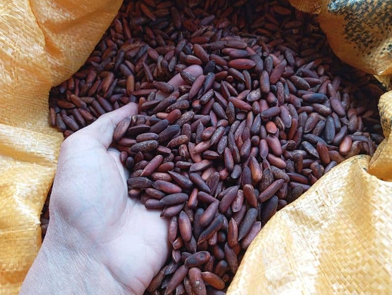 Fresh Chilgoza / Pine Nuts (چلغوزہ) Available Cash On Delivery 1