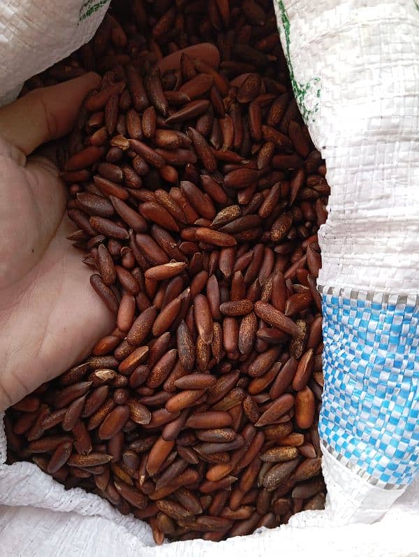 Fresh Chilgoza / Pine Nuts (چلغوزہ) Available Cash On Delivery 3