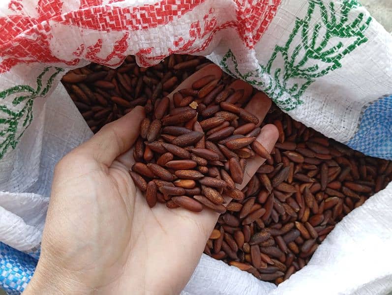 Fresh Chilgoza / Pine Nuts (چلغوزہ) Available Cash On Delivery 4