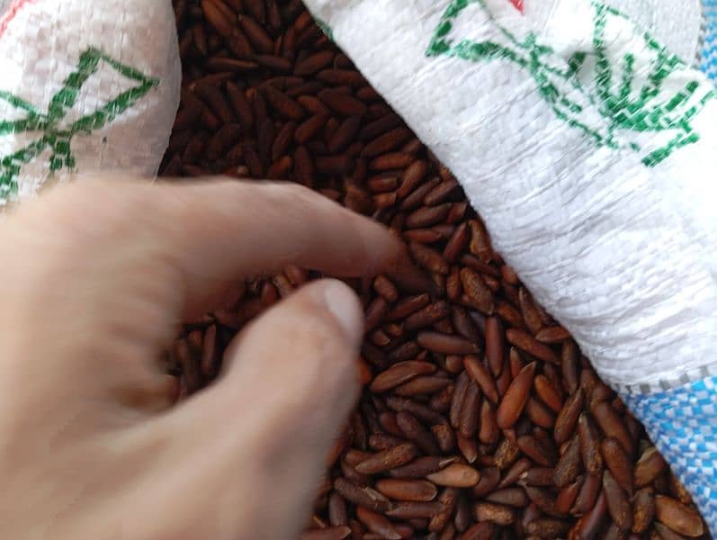 Fresh Chilgoza / Pine Nuts (چلغوزہ) Available Cash On Delivery 5