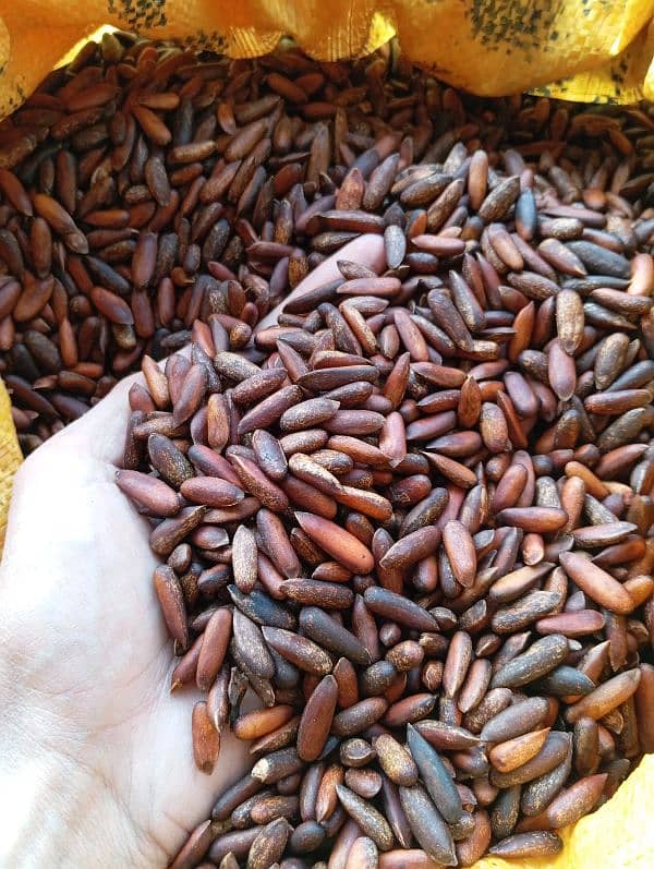 Fresh Chilgoza / Pine Nuts (چلغوزہ) Available Cash On Delivery 6