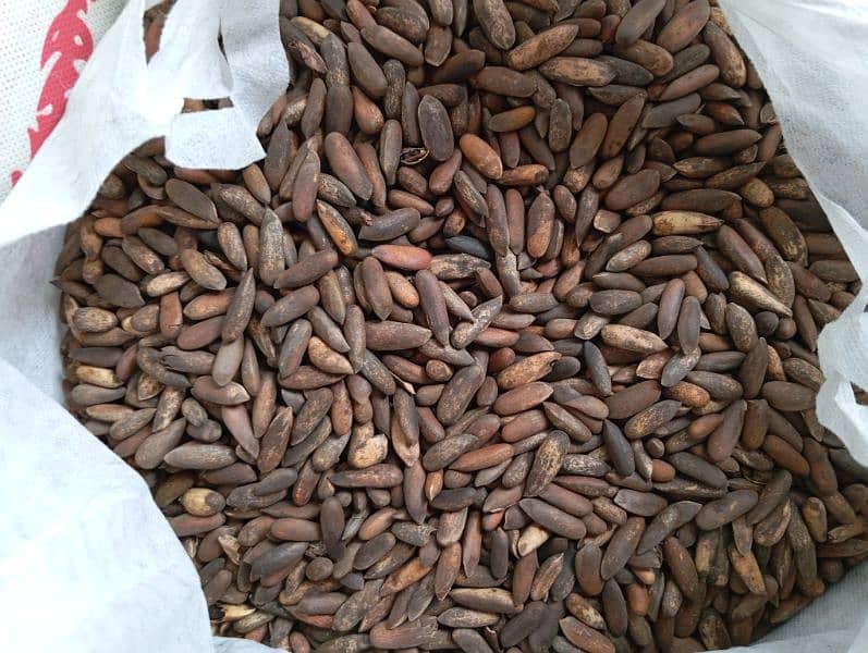 Fresh Chilgoza / Pine Nuts (چلغوزہ) Available Cash On Delivery 7