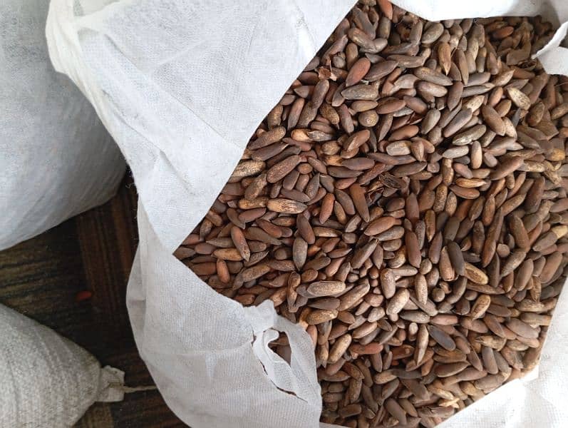 Fresh Chilgoza / Pine Nuts (چلغوزہ) Available Cash On Delivery 9