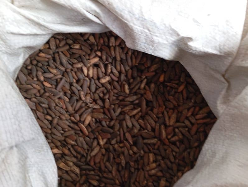 Fresh Chilgoza / Pine Nuts (چلغوزہ) Available Cash On Delivery 10