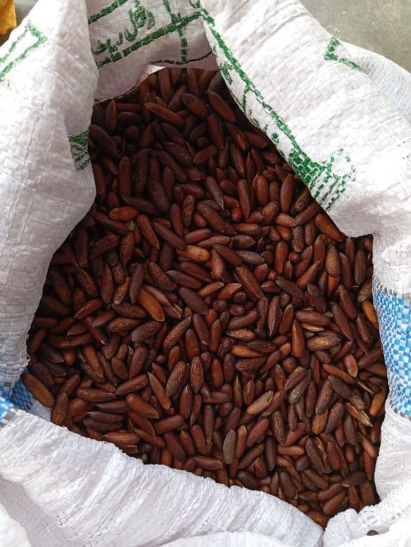 Fresh Chilgoza / Pine Nuts (چلغوزہ) Available Cash On Delivery 12