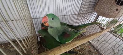 Kashmiri row parrots chick's or breeder pairs available birds tota