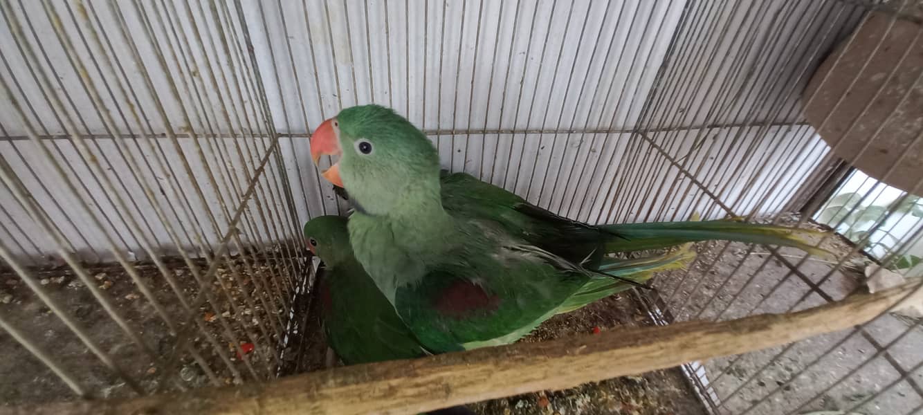 Kashmiri row parrots chick's or breeder pairs available birds tota 2