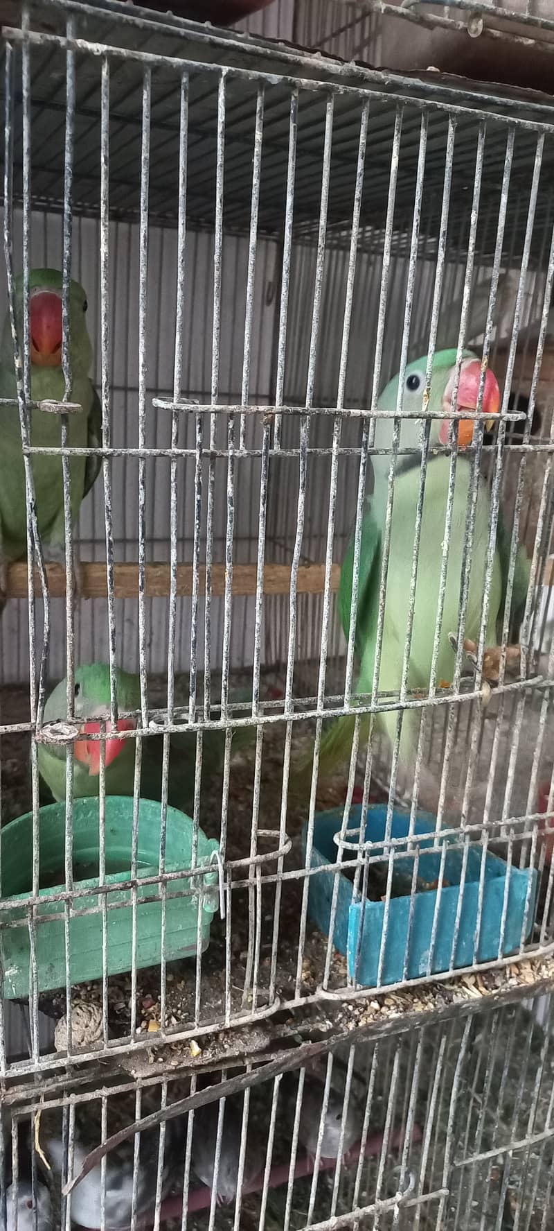 Kashmiri row parrots chick's or breeder pairs available birds tota 3