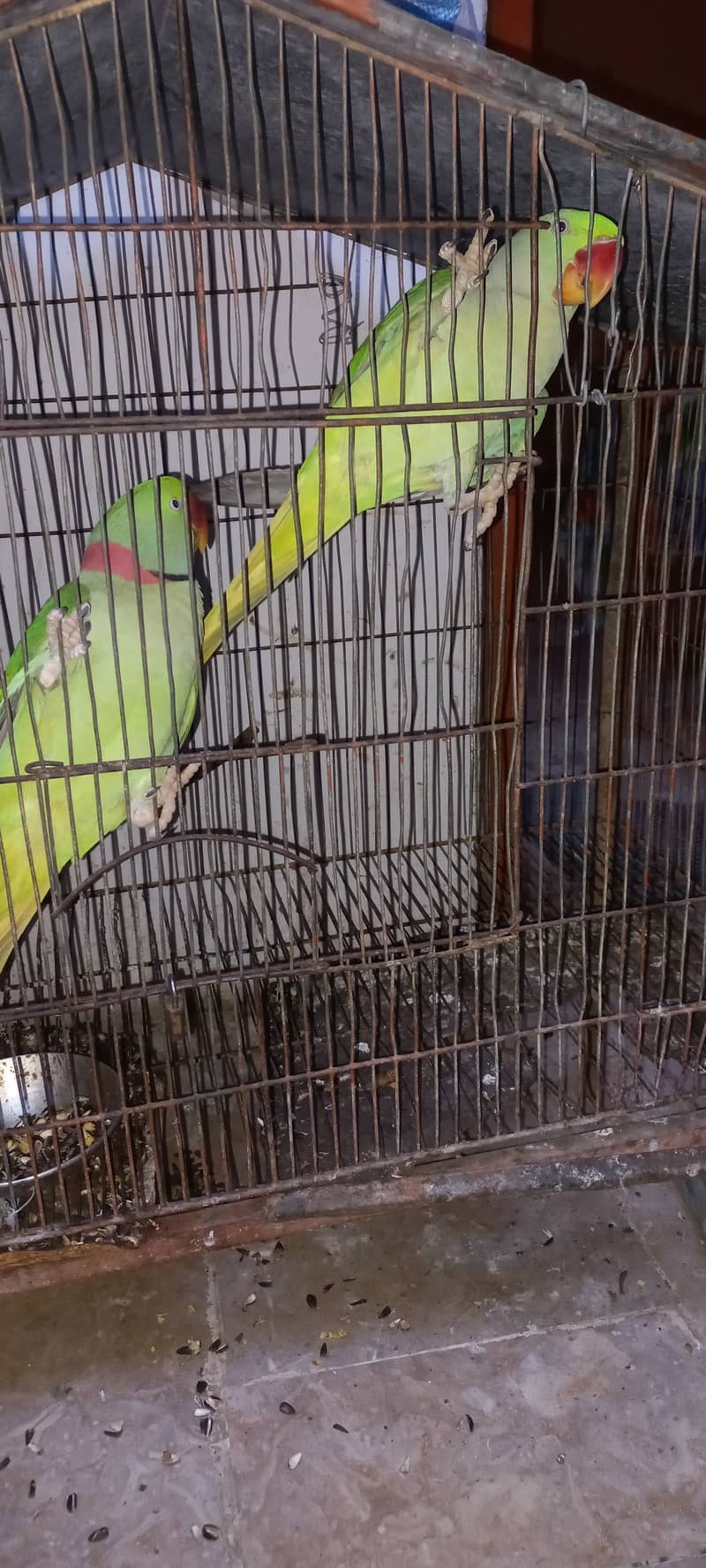 Kashmiri row parrots chick's or breeder pairs available birds tota 5