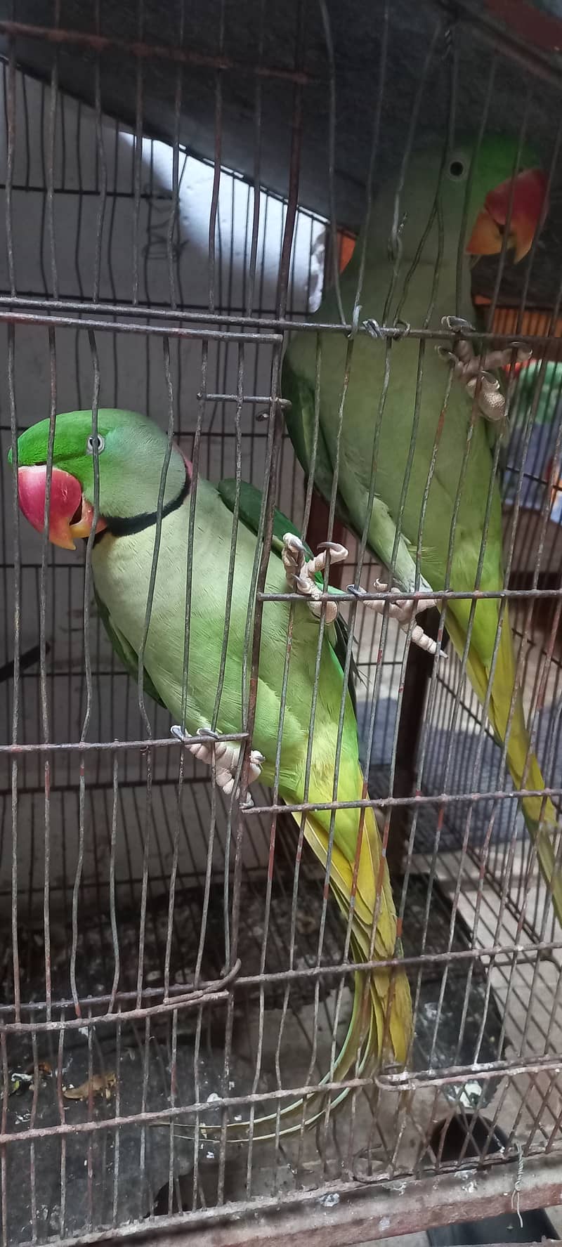 Kashmiri row parrots chick's or breeder pairs available birds tota 10