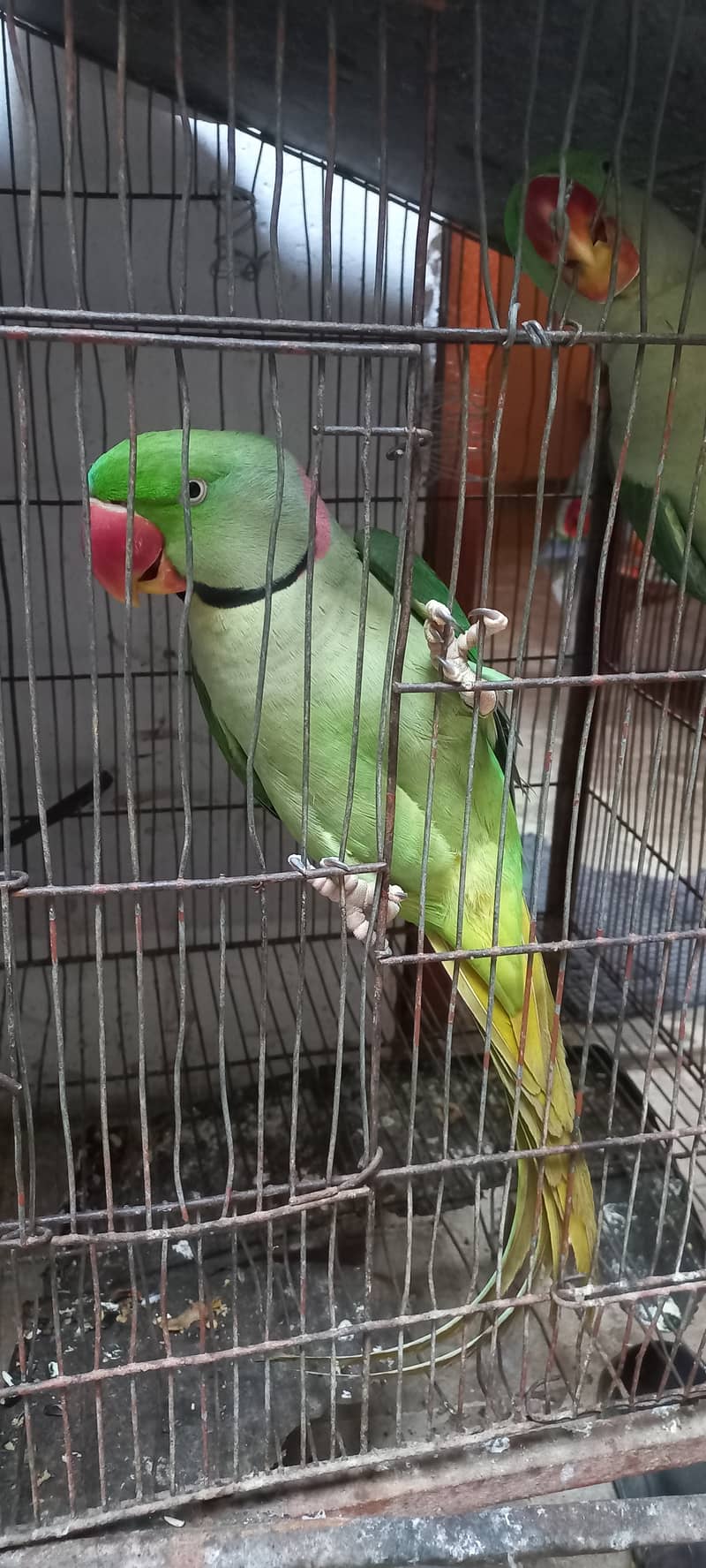 Kashmiri row parrots chick's or breeder pairs available birds tota 11