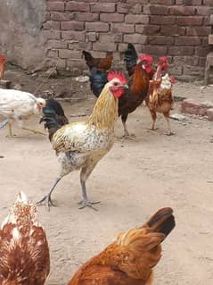 desi hens