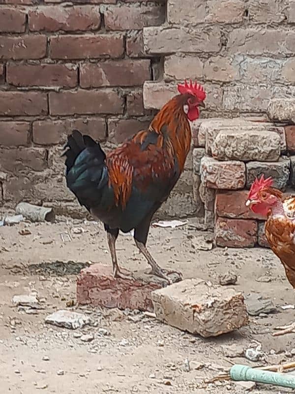 desi hens 1