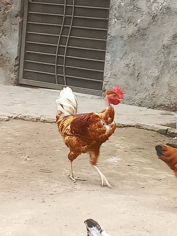 desi hens 2