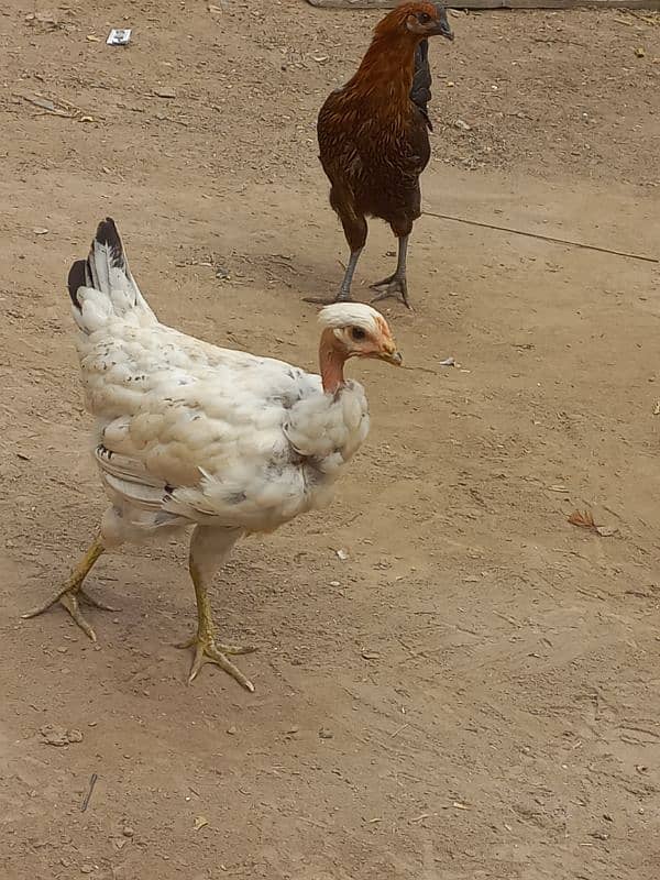 desi hens 3