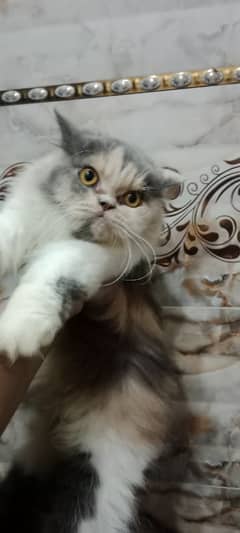 Persian Calicoo Cat