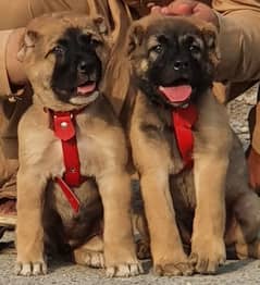 king Kurdish kangal pair show quality havey bone structure daball f s