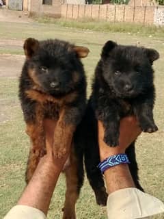 German shepherd puppies for sale / puppy / GSD pup / german shepherd