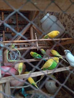 budgies pair for sale