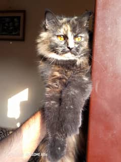 Persian triple coated female