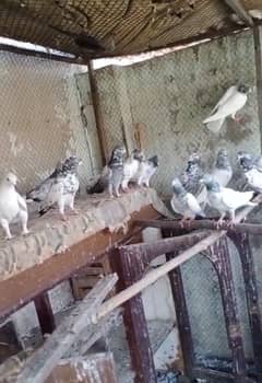 mix pigeons for sale