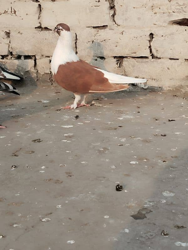 pigeons 1