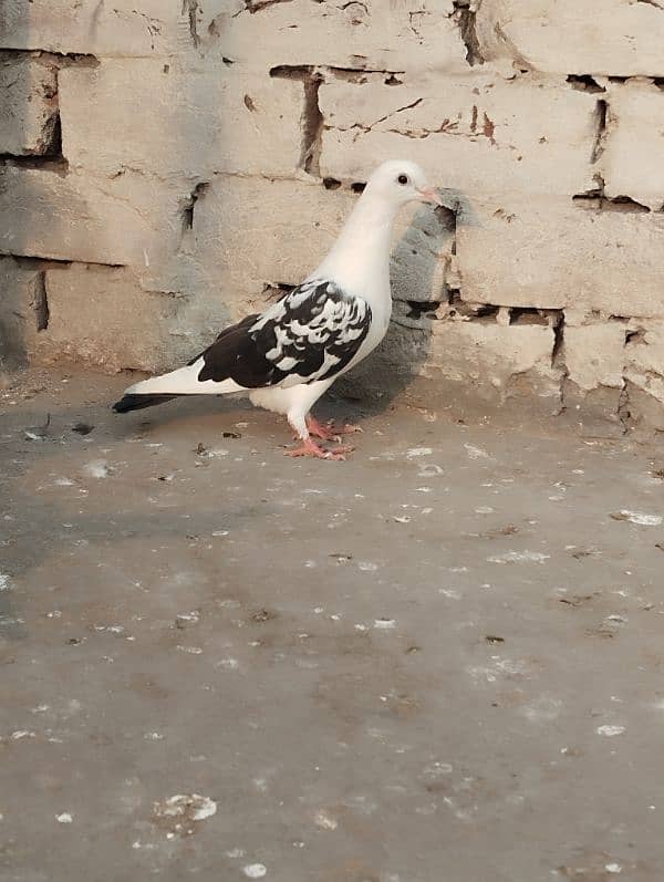 pigeons 5