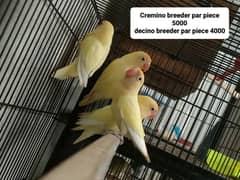 Birds for sale 0