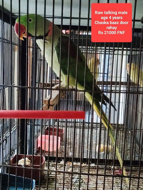 Birds for sale 1