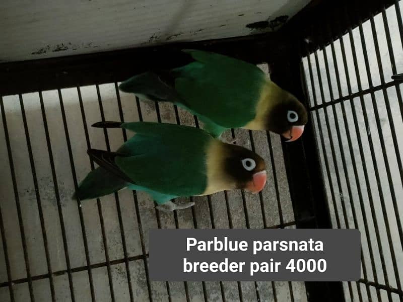 Birds for sale 5