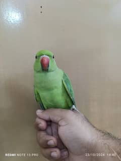 Green ringneck