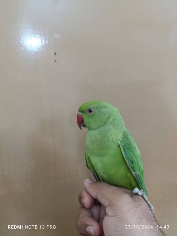 Green ringneck 1