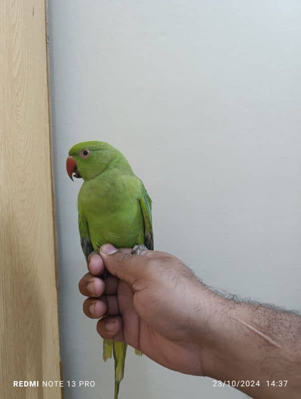 Green ringneck 3