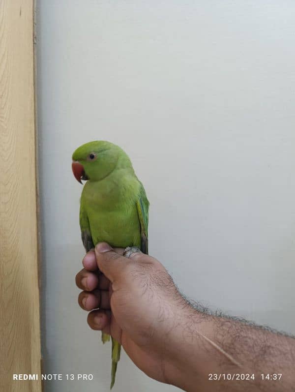 Green ringneck 4