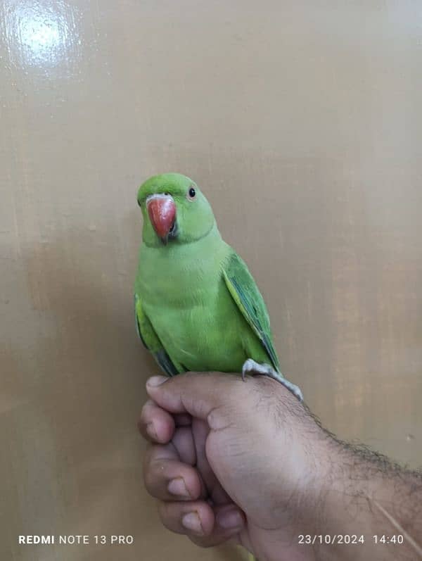 Green ringneck 2