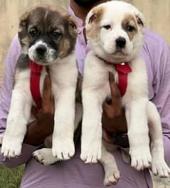 alabai security dog 2 month pair for sale heavy bone