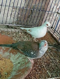 Diamond pied dove