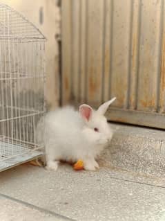 a pair of angora rabbits