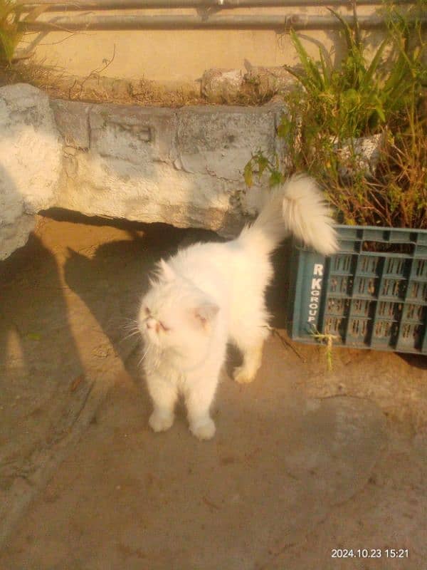 Persian cat | persian Triple coat | cat for sale | Doll Face 4