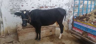 cow for sale