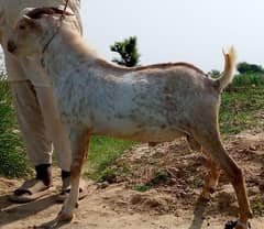 Bakra for sale Tedda 2 dant 0