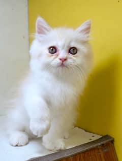 Punch face kittens / bicolor kittens / persian kittens for sale