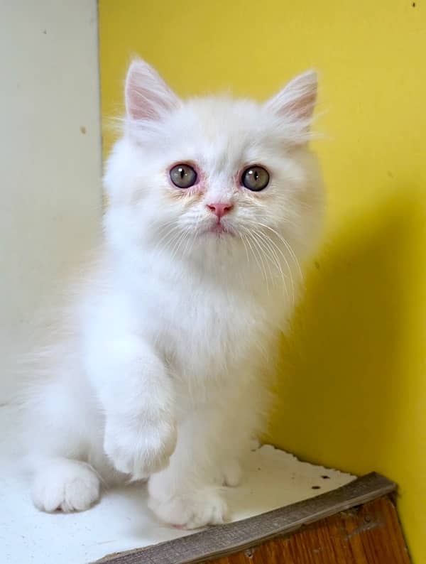 Punch face kittens / bicolor kittens / persian kittens for sale 0